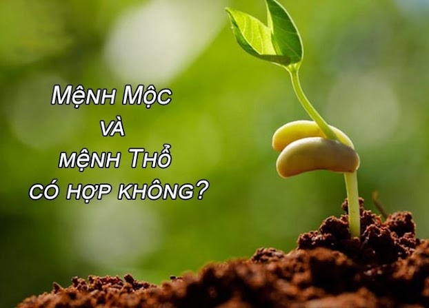 Mộc với Thổ có hợp không? Cách hóa giải xung đột